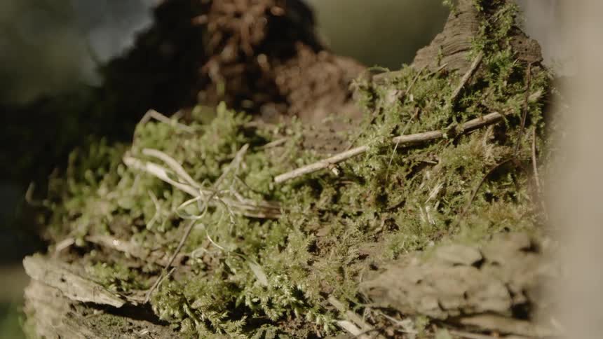 The wood is covered with green moss