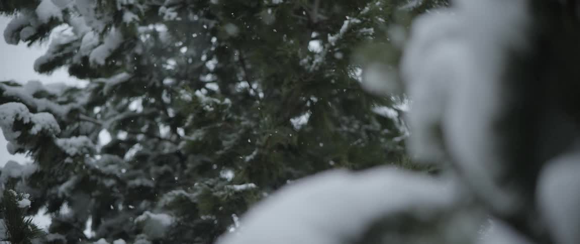 The snow is slowly falling on the trees