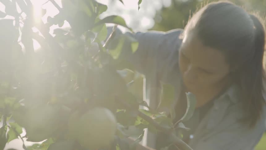 Woman Works to Remove Bad Apples from Tree