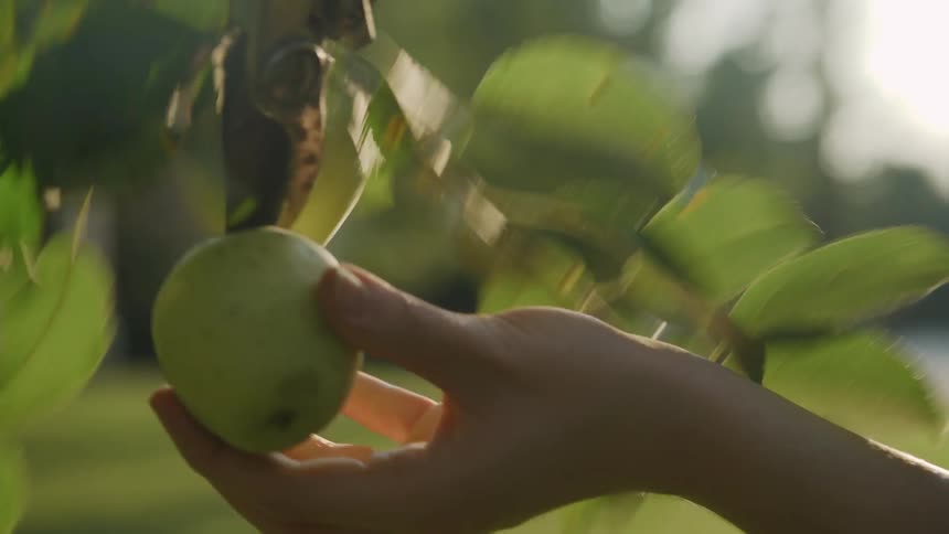 The person picks an apple from the tree