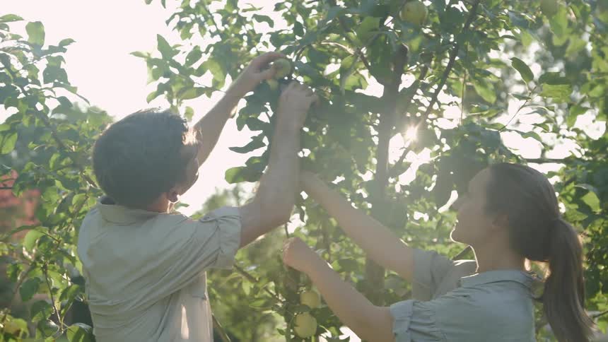 A woman holds down a branch as a man clips some fruit off
