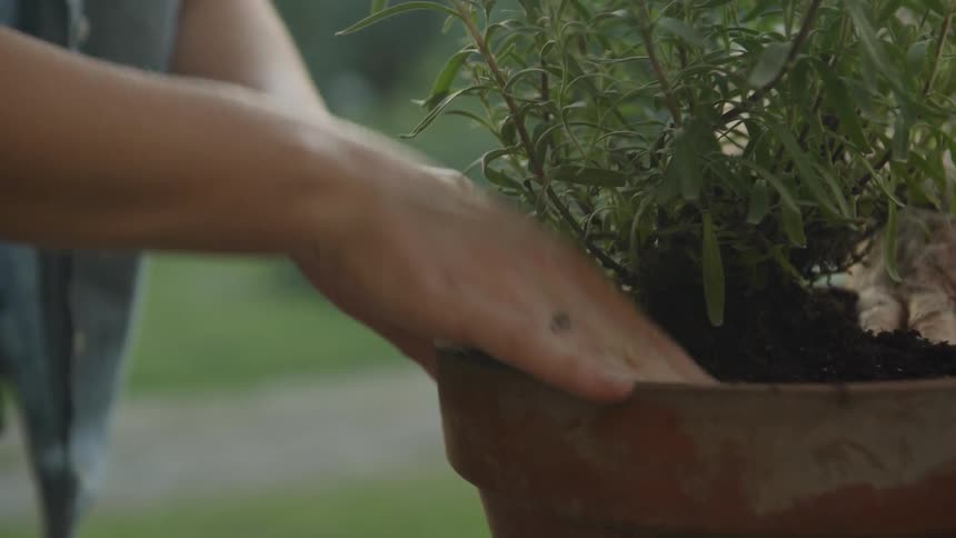 People press the dirt in a pot