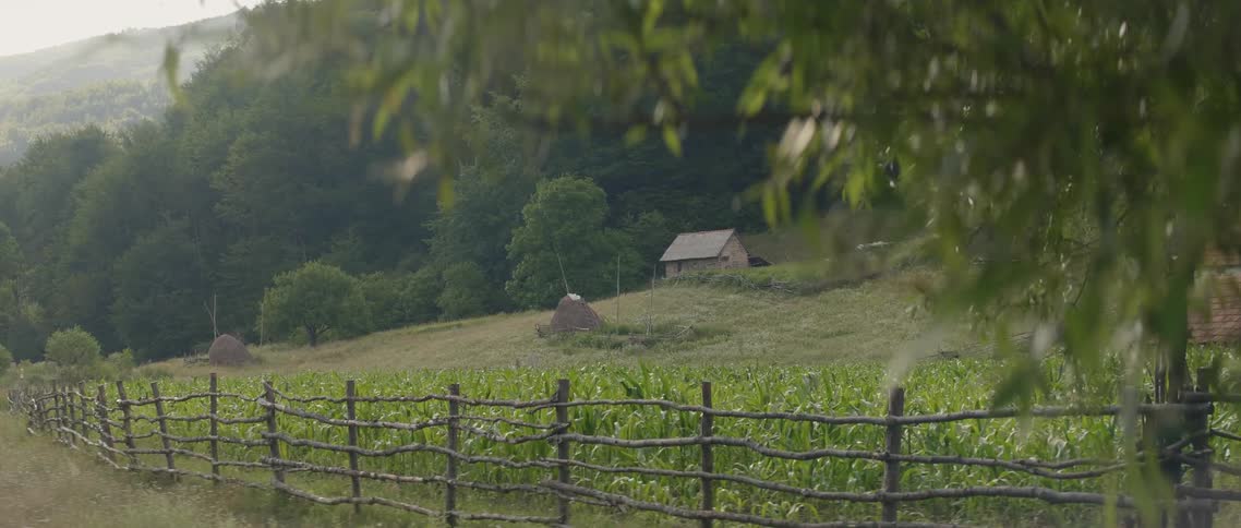 Wind blows through trees and crops on a farm