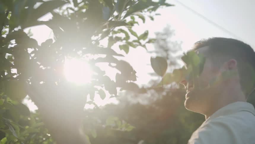 Man Looks at Apple on Tree and Sun Shines Through Leaves