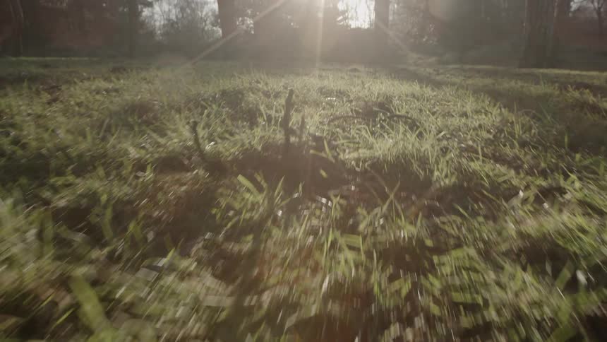 The tall grass leads to a forest