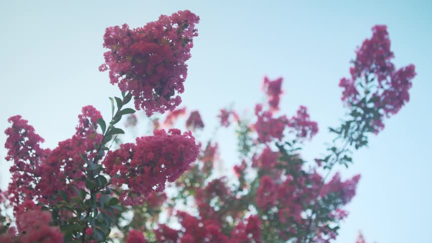 Closeup of Pretty Pink Flowers Rustling in Breeze