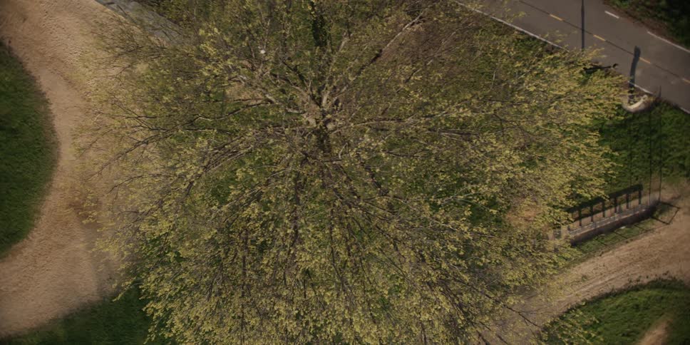 A bird's-eye-view of a tree next to a road