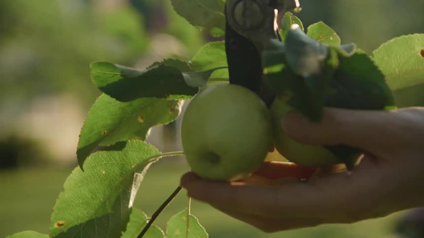Clippers Remove Apple from Tree Branch