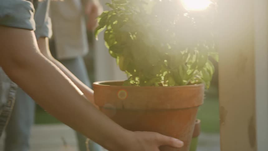 Hands Pick Up a Potted Plant