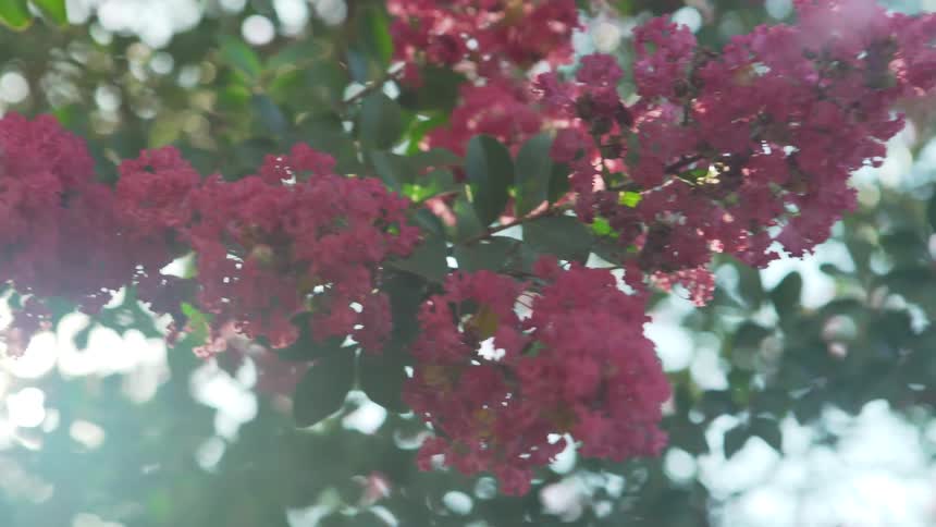 Pretty Pink Flowers and Lens Flares