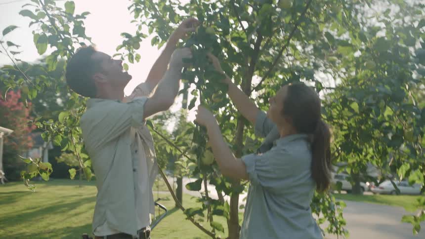 The man and woman work on an apple tree