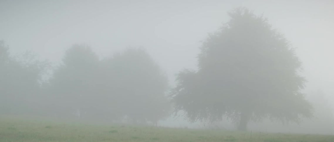 Trees stand in a rural field on a foggy day