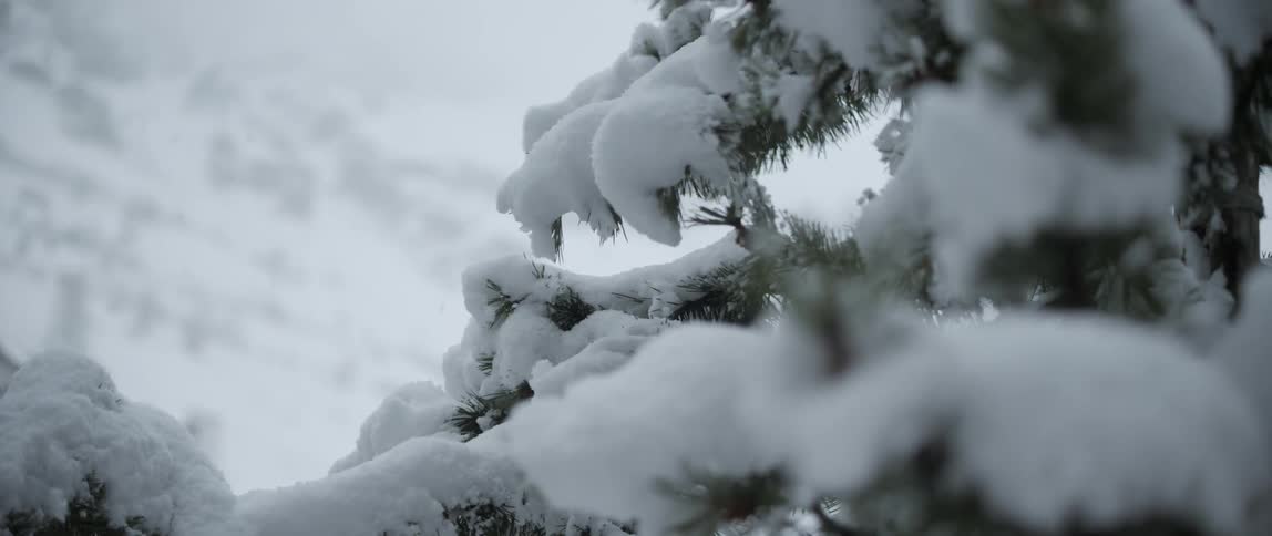 The trees branches are covered with heavy snow
