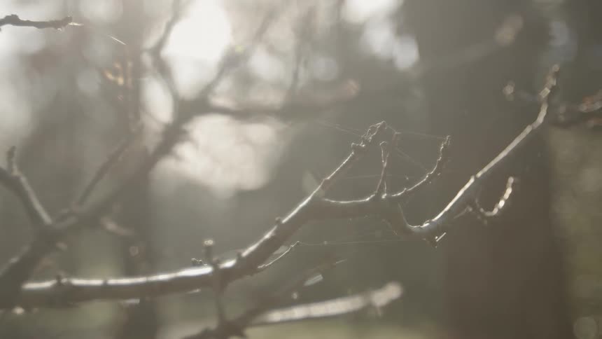 A man jogs by a tree branch on a sunny day