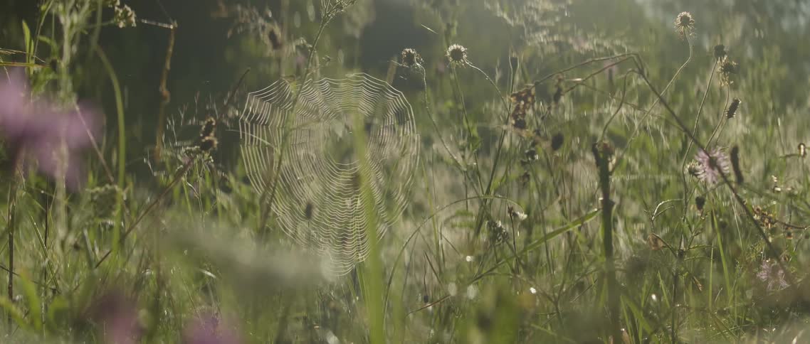 A spider web is illuminated by the early morning sun