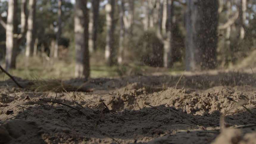 A person steps in dirt in a forest