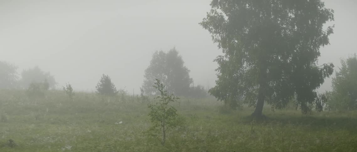 Trees stand in a rural field on a foggy day