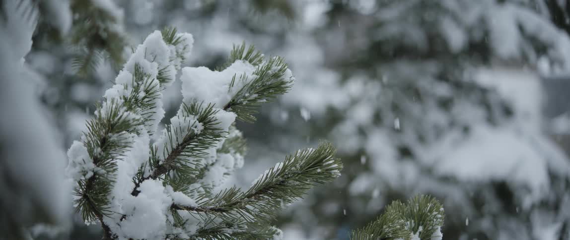The snow is falling steadily on the trees