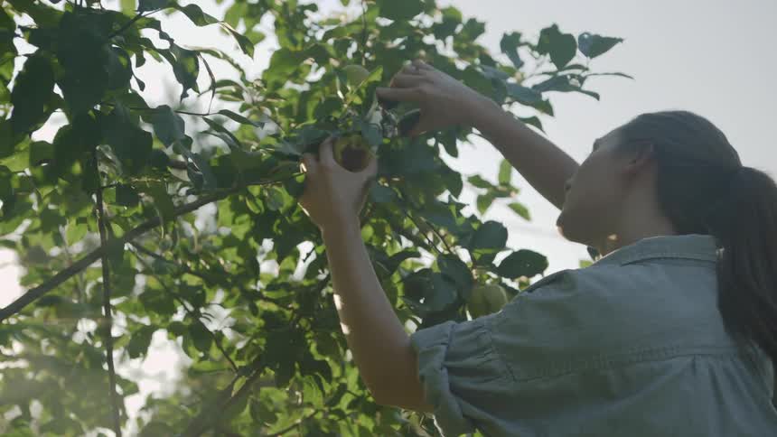A woman is picking apples from a tree outside during the day