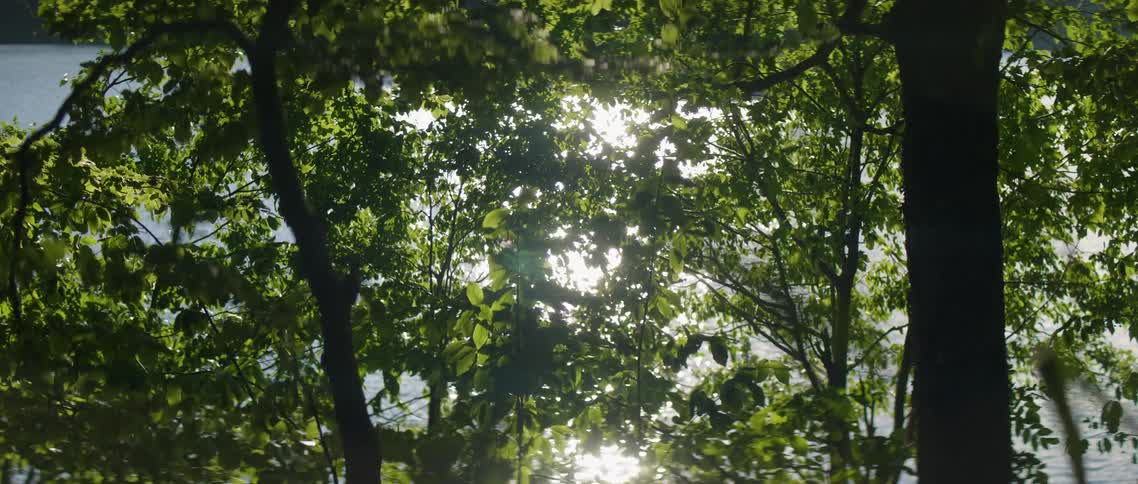 Sunlight shines through tree branches on a windy day