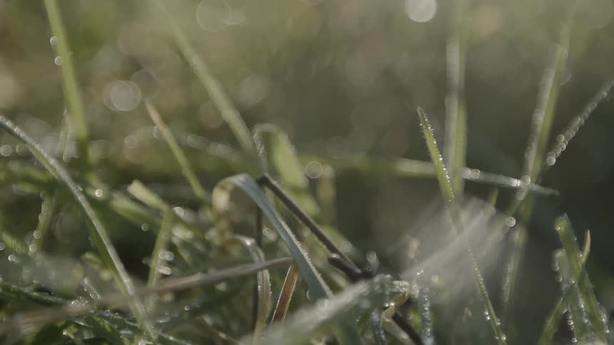 Dewdrops cover blades of grass