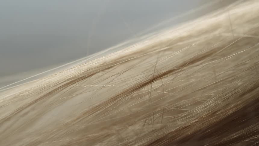 The wind blows the long blonde hair