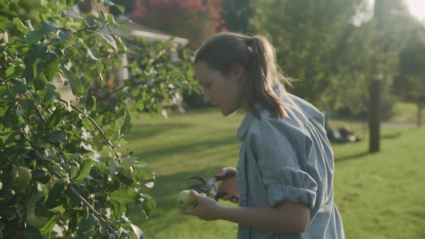 A woman cuts apples from a tree branch