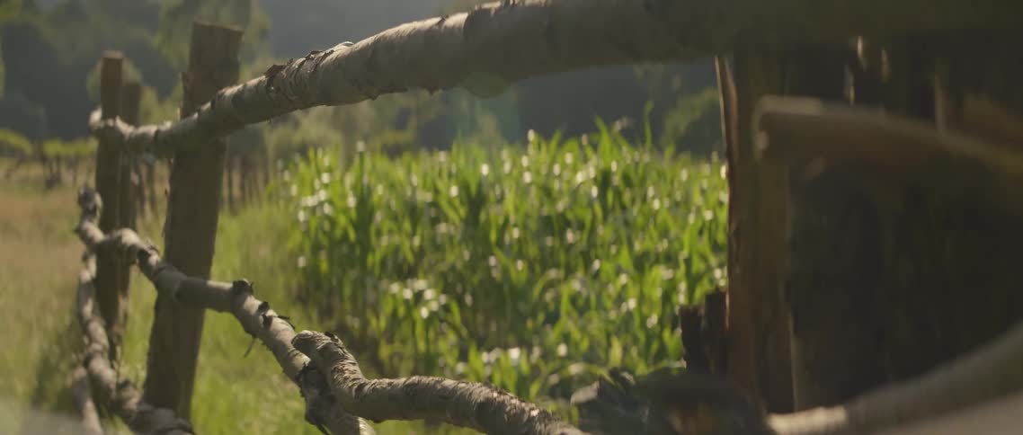 The wind blows the crops behind the fence