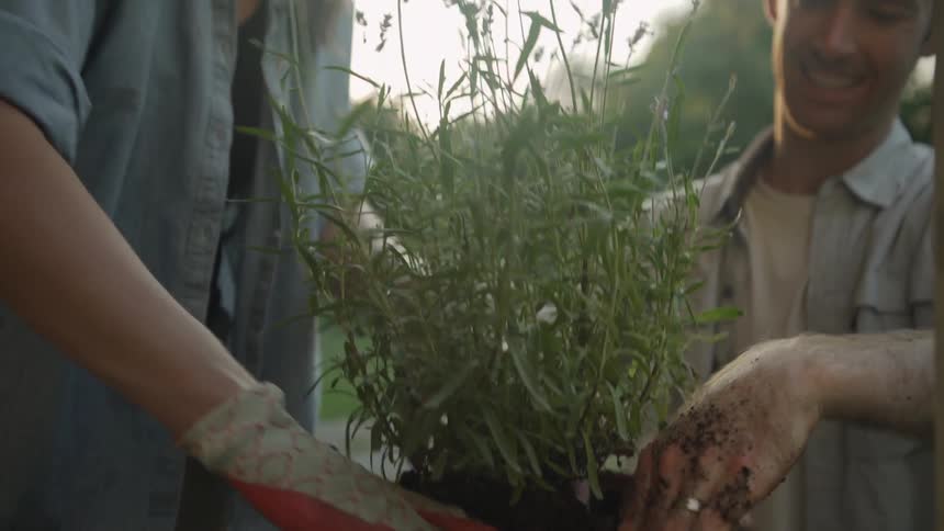 Couple Putting Plant into a Pot at Sunset