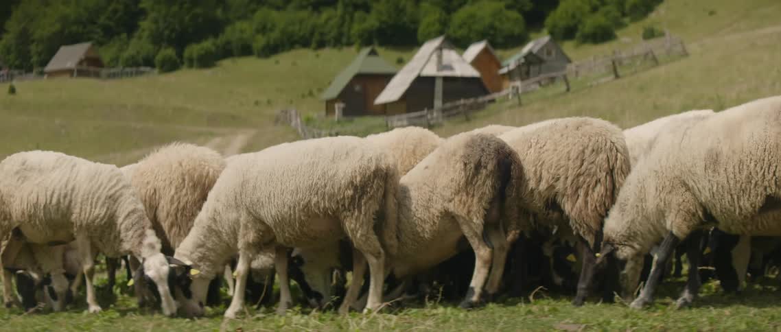 Sheep graze in a mountain village