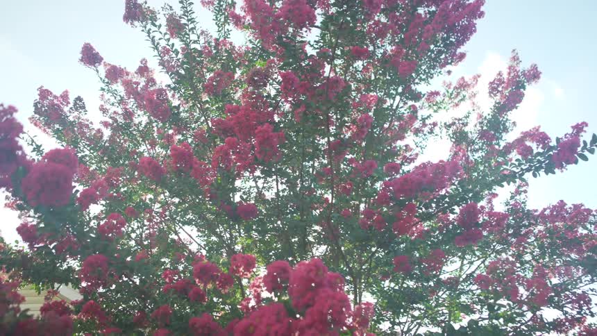 The tree is full of red flowers
