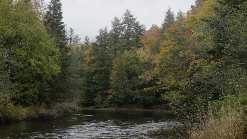 Water slowly flows through the woods