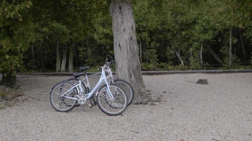 The bicycles are parked by the tree