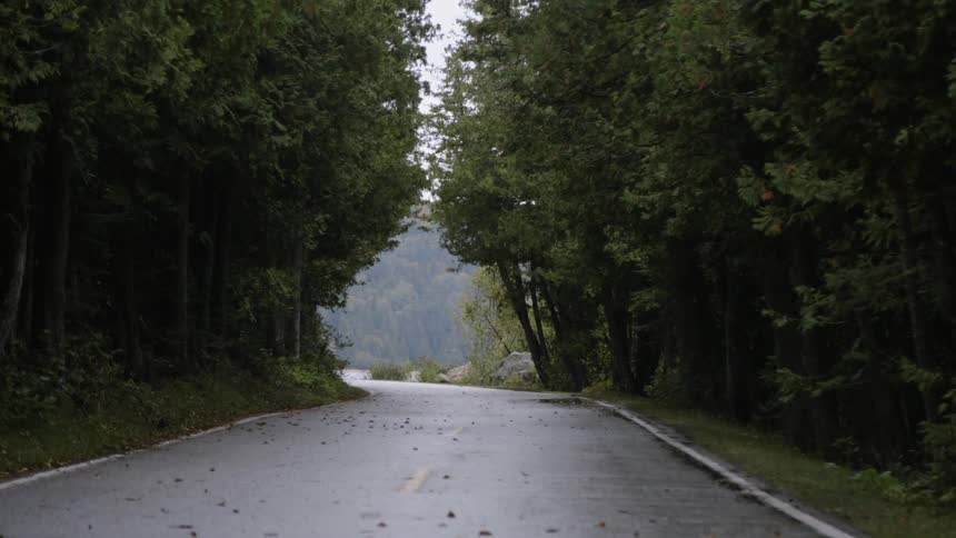 Trees surrounding a country road