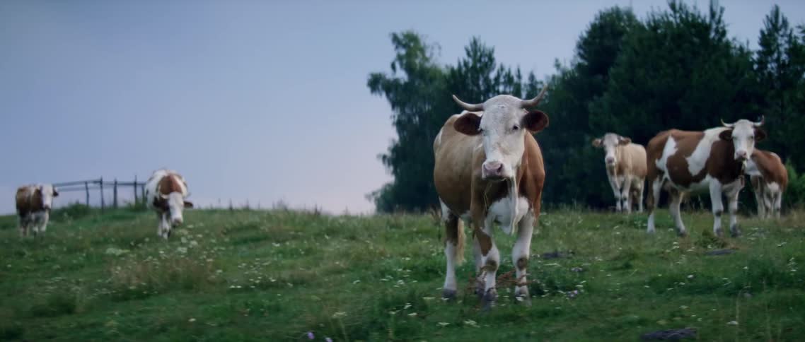The cows are walking around the grassy hill