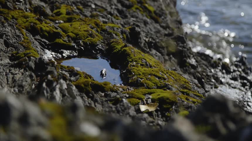 Ocean water ripples around a mossy rock