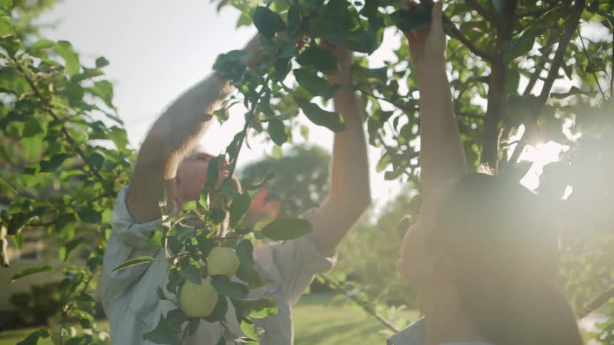 A man and woman cut apples from a tree branch