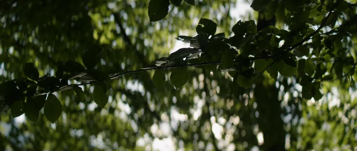 The small leaves blow in the wind