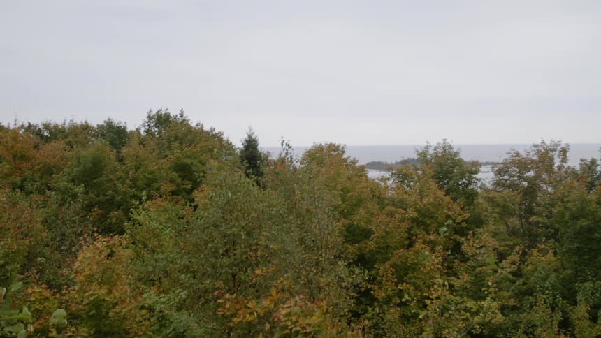 The tall trees are beginning to turn for the season