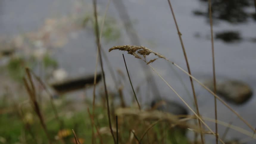 Weeds and rocks sit in the rippling water