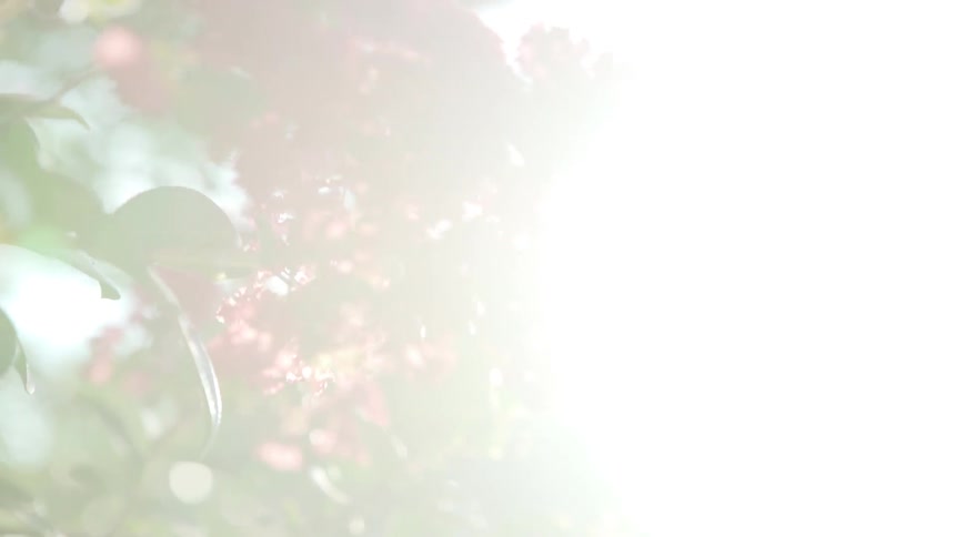 Sunlight shines through blossoms on a tree