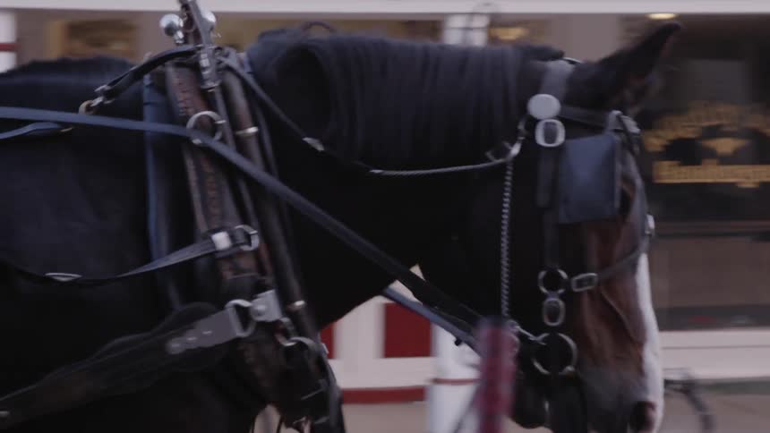 Two black horses in harnesses walk down a city street