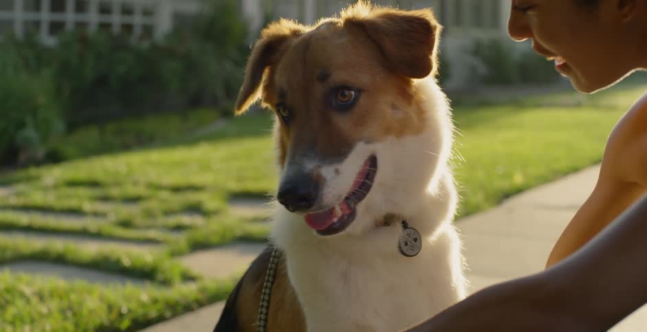 A woman pets a dog on a neighborhood sidewalk
