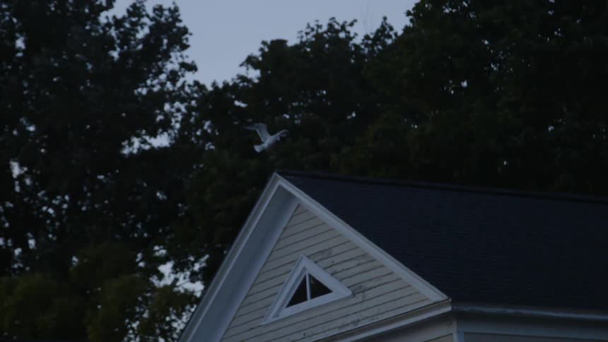 Bird lands on the roof of a house