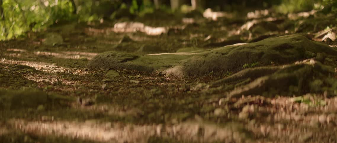 The shadows cover the ground in the forest