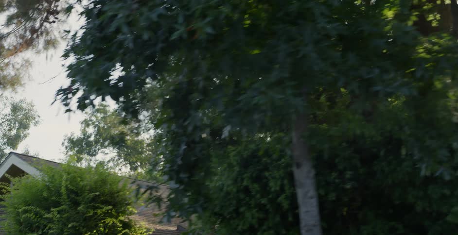 The dense trees line the neighborhood street