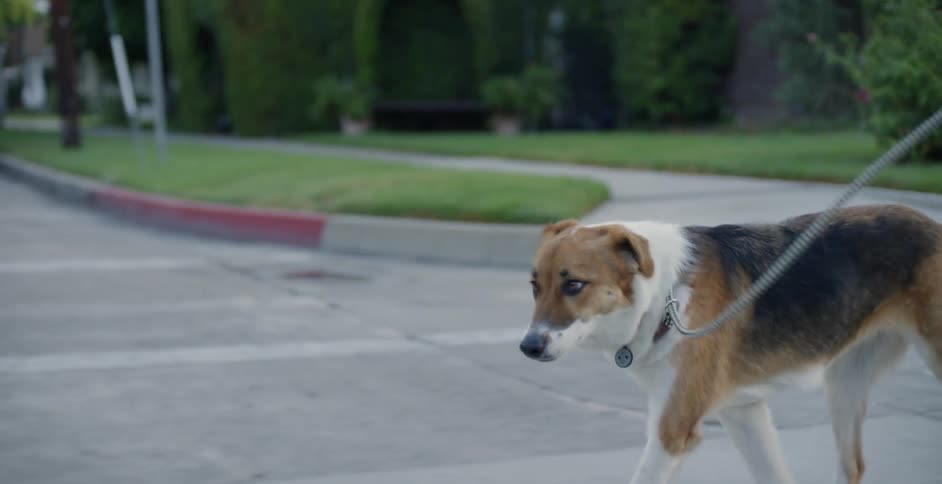The dog leads the jogging woman