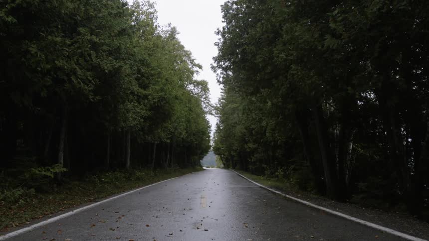 Trees line a paved road