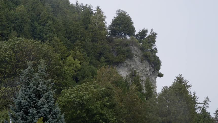 Numerous green trees sit under a cloudy sky