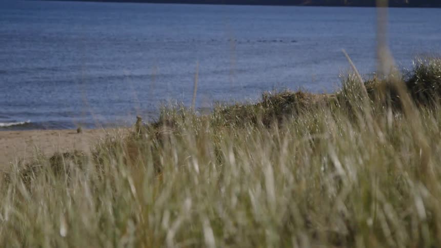 Green weeds sit next to the sandy beach as waves roll in to shore